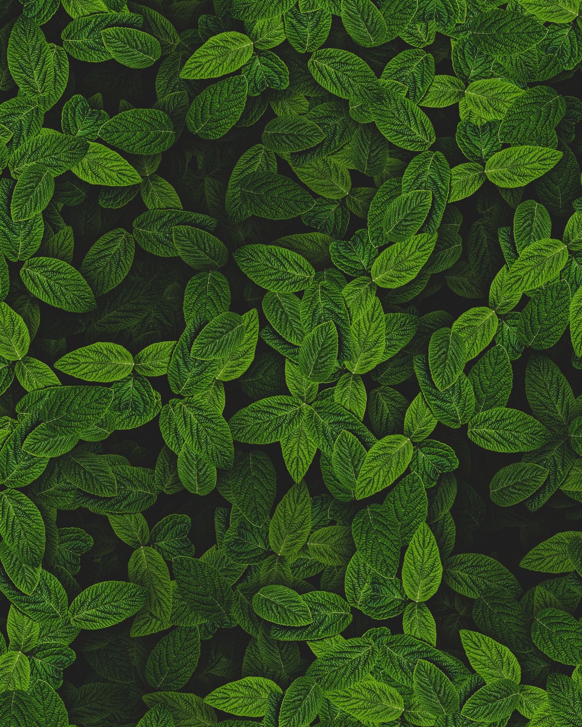 Планшет BQ 1084l Hornet Max