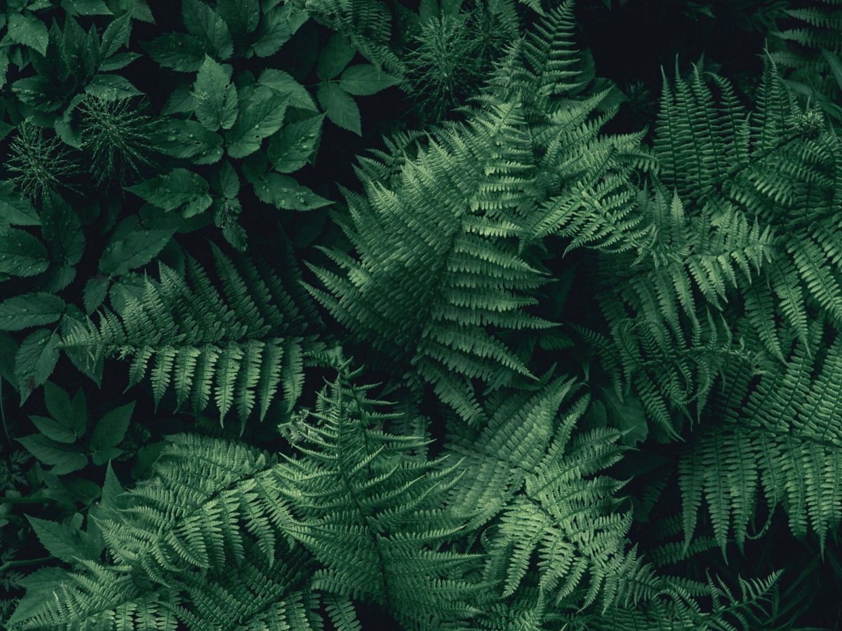 Густая листва