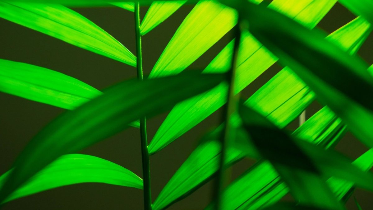 Обои Green Leafs – Rodion Kutsaev 1440-900 на экспресс панель