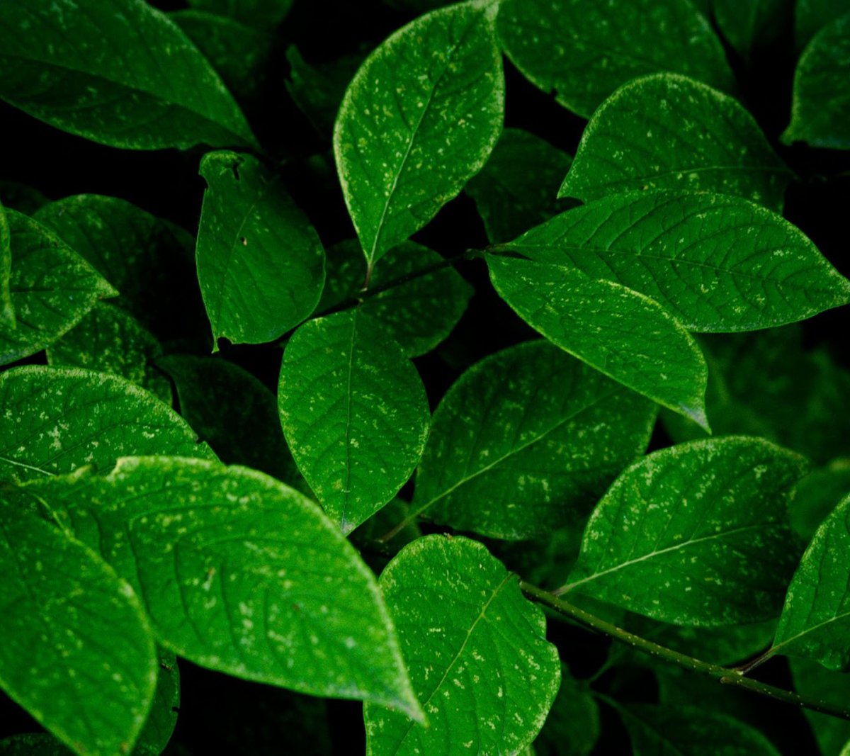 Монстера Розарио