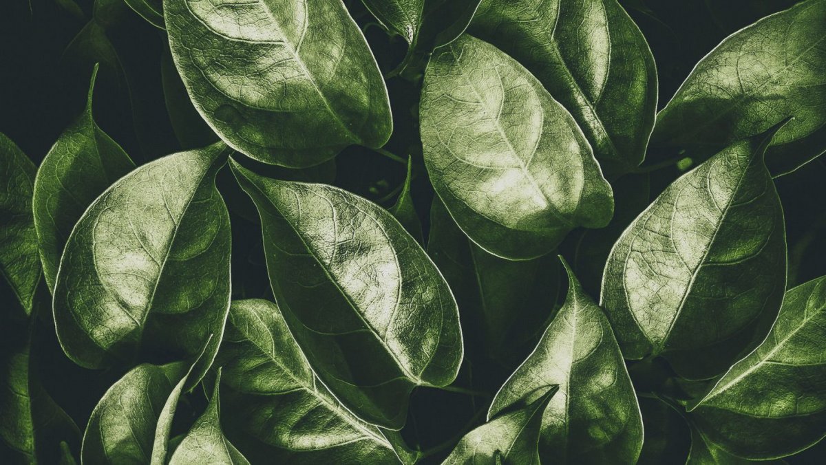 Темно зеленые растения