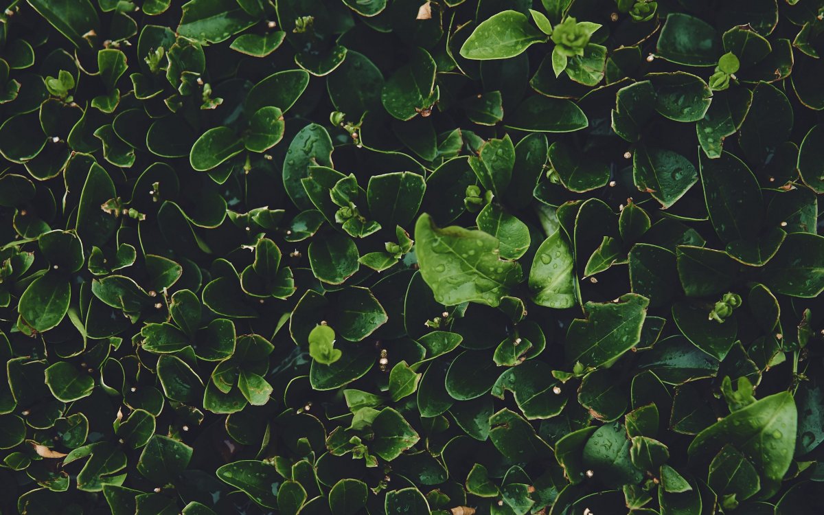 Ветви деревьев с листьями