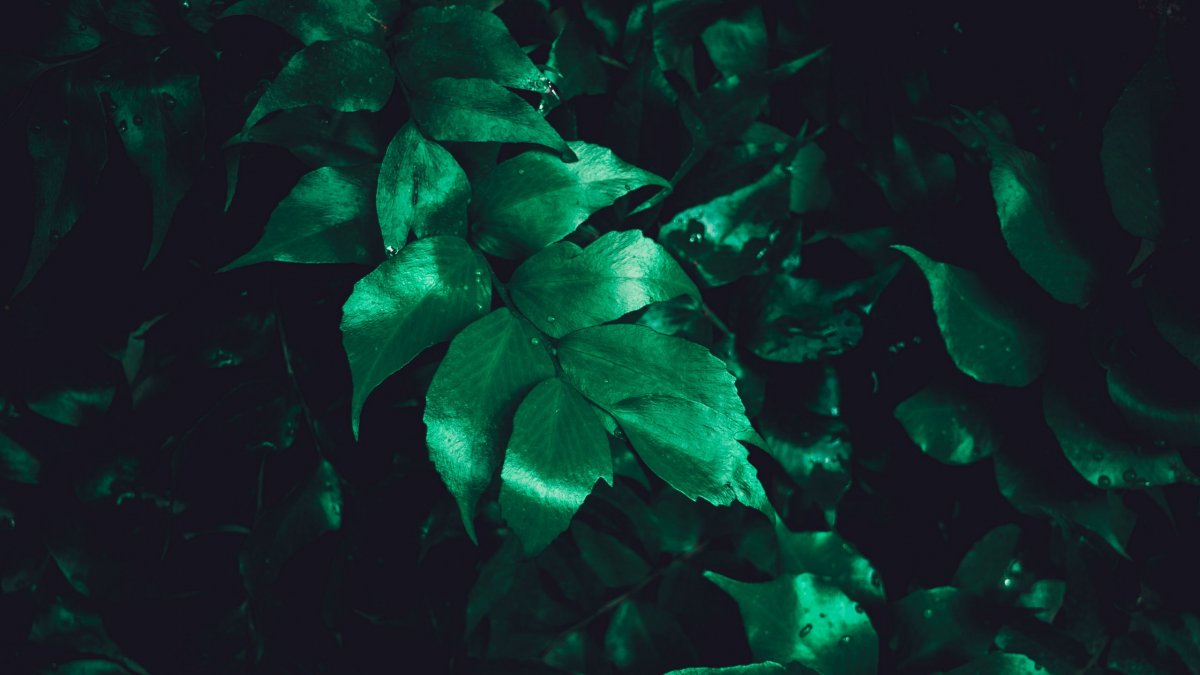 Густые зеленые листья