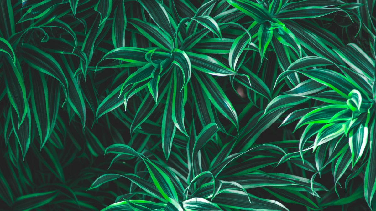 Золотой папоротник монстера