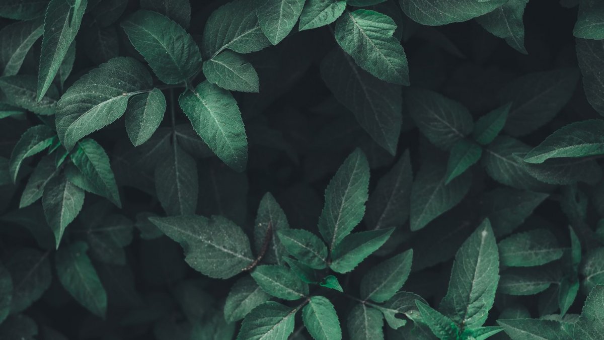 Эстетика травы темно зеленый