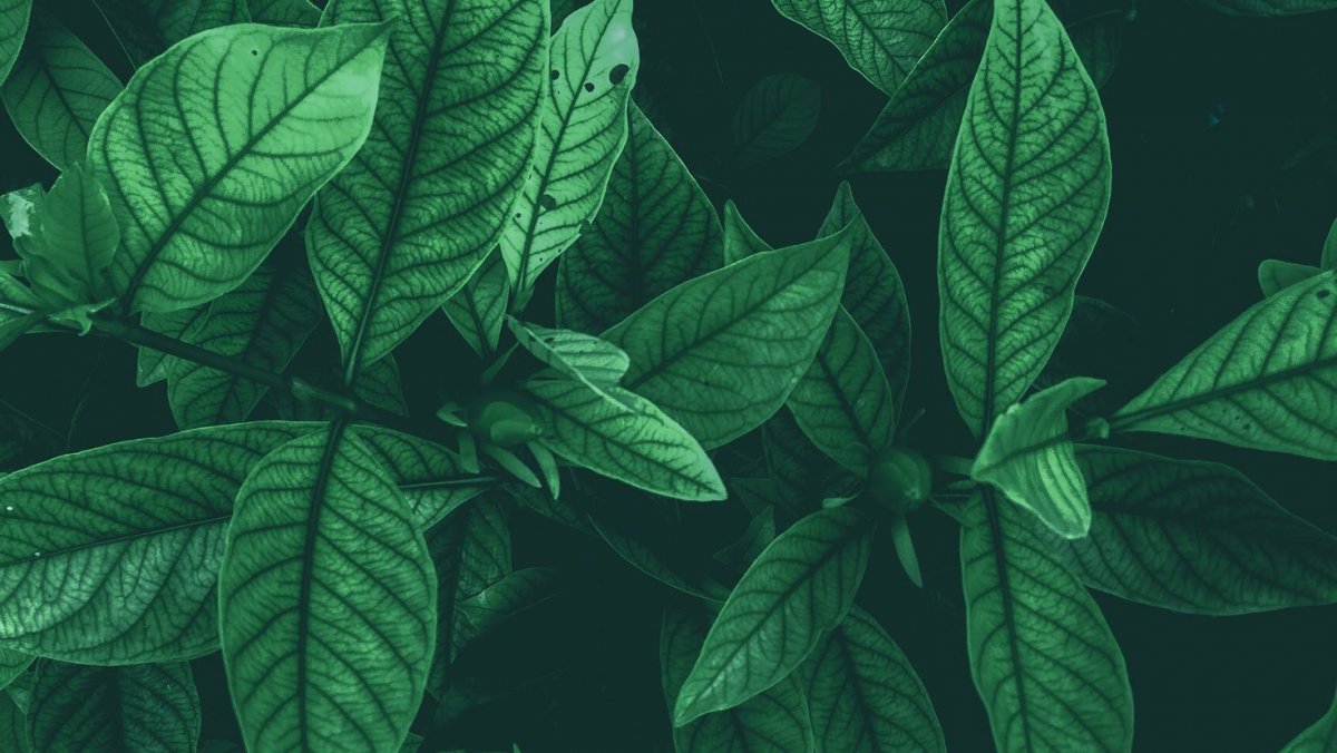 Темно зеленая листва