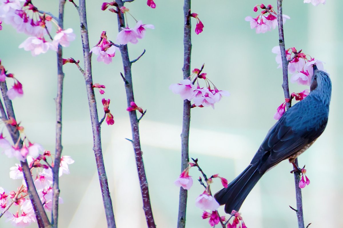 Паттерн птицы