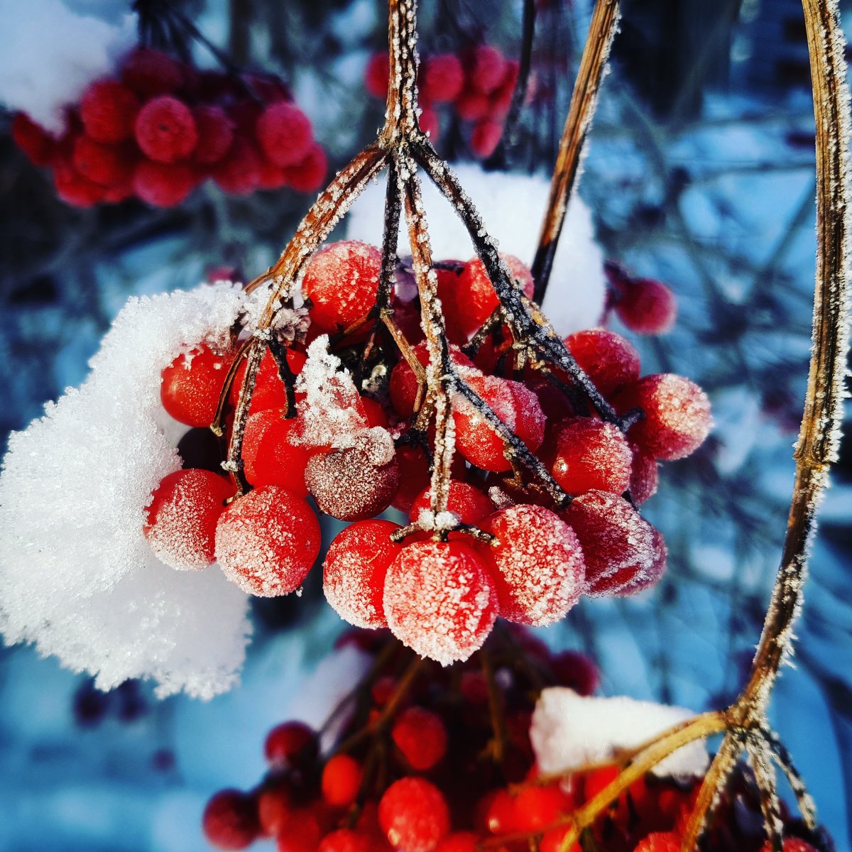 Ягоды в снегу