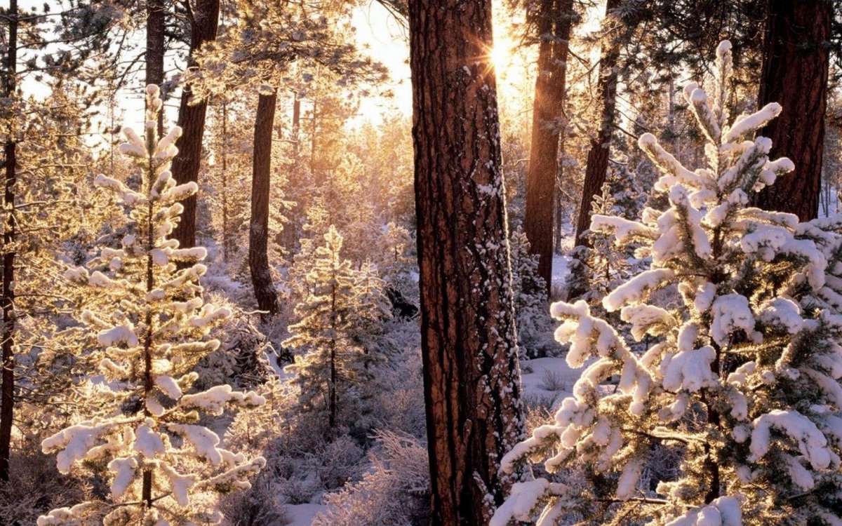 Зимой в лесу