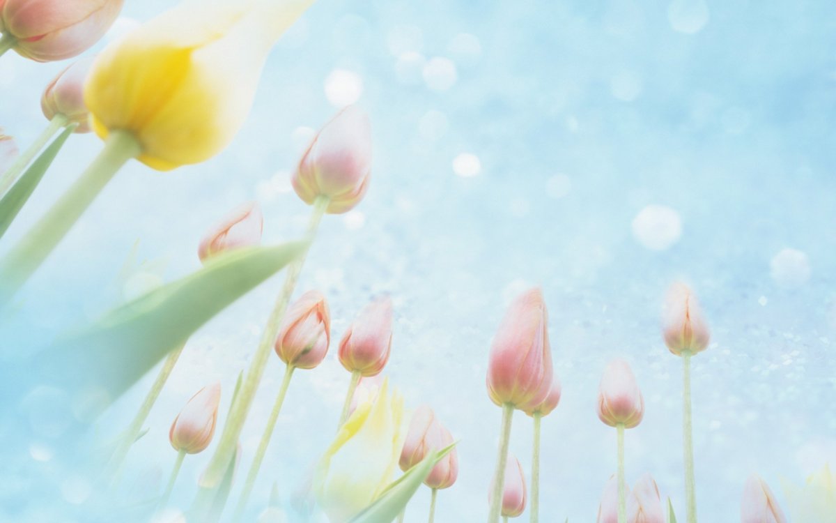 Нежный цветок