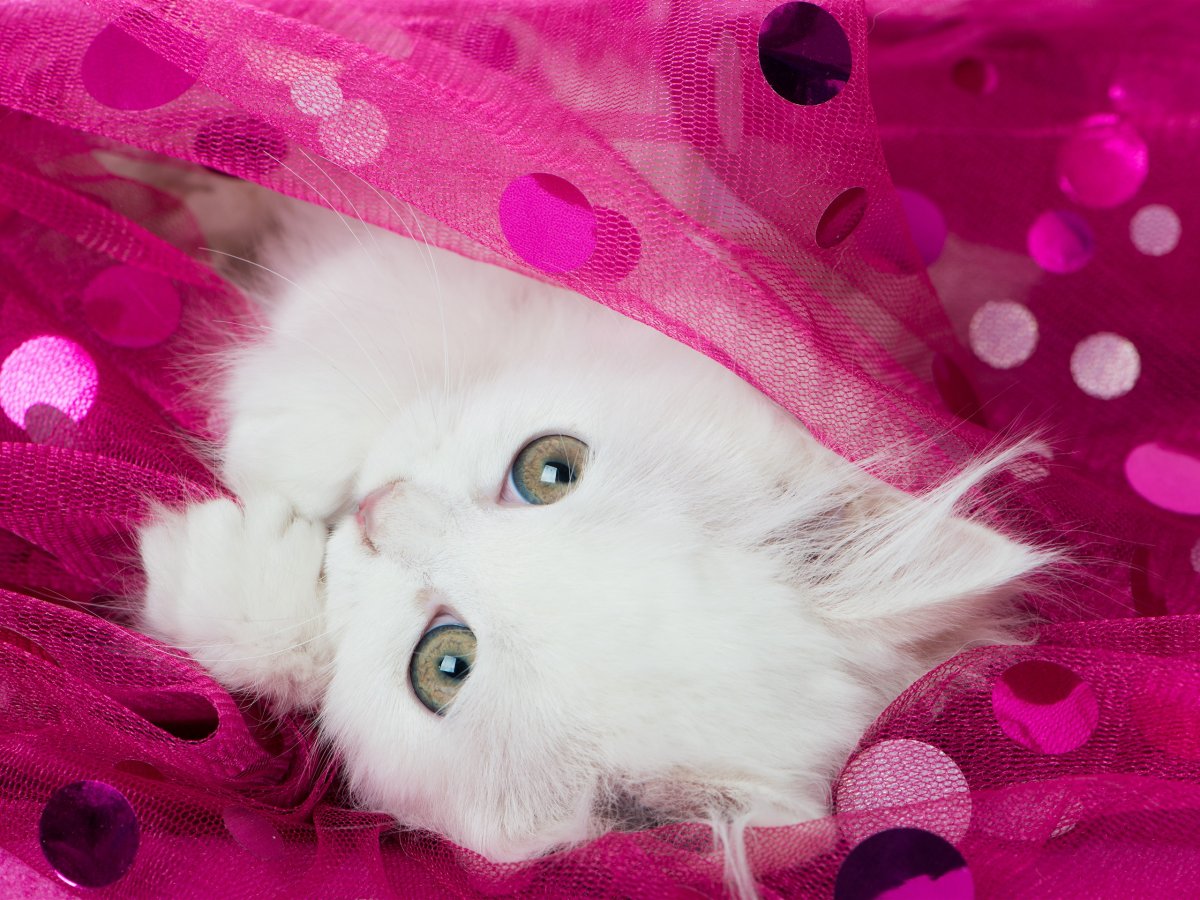 Розовый котенок