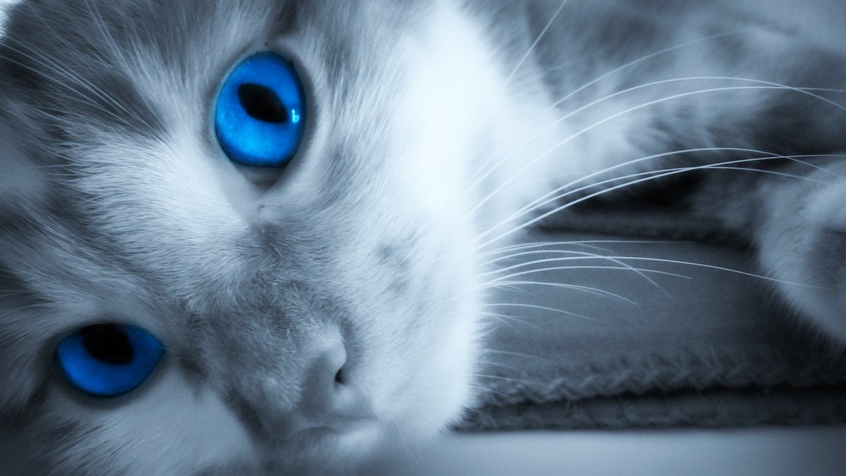 Котенок с голубыми глазами