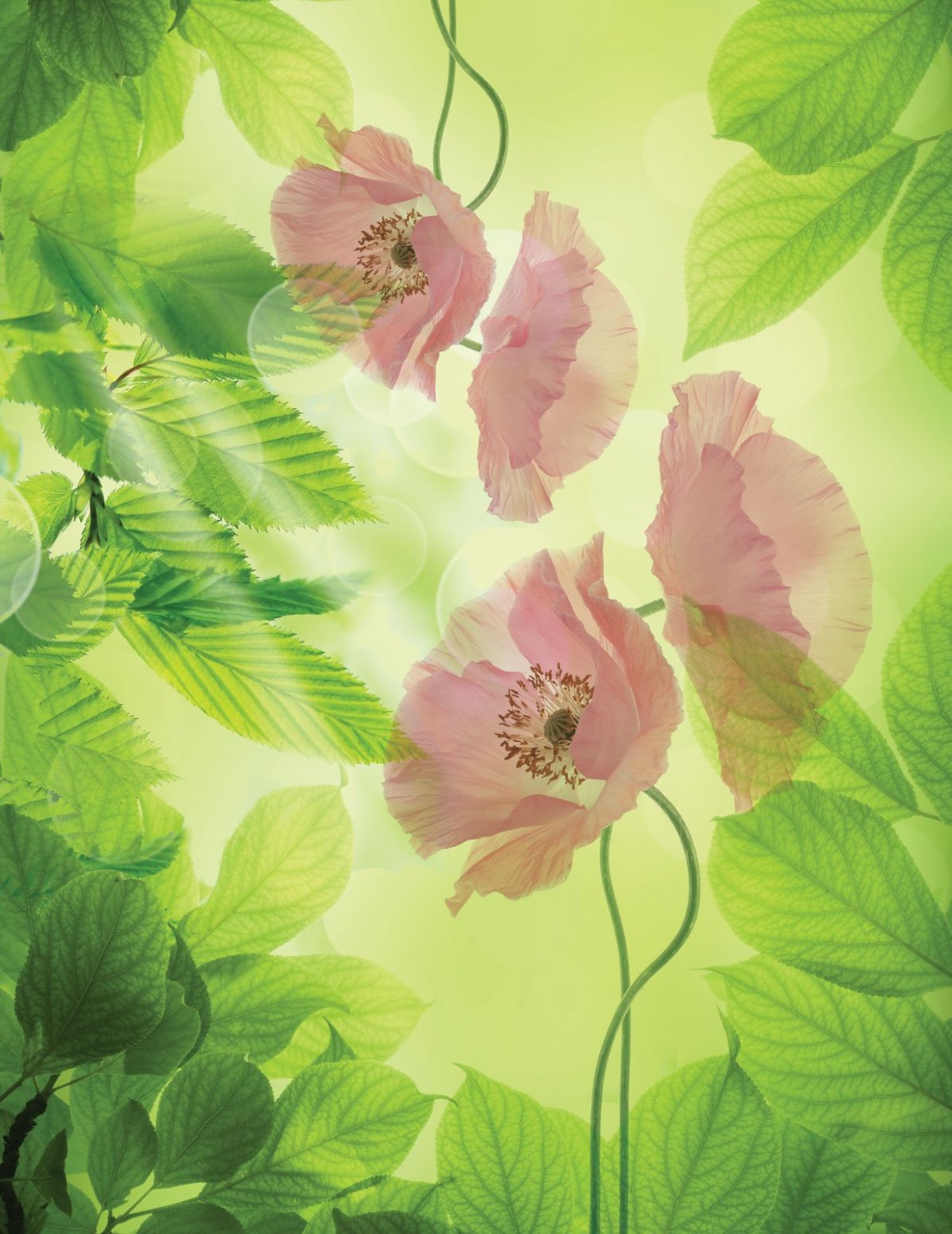 Макросъемка цветов