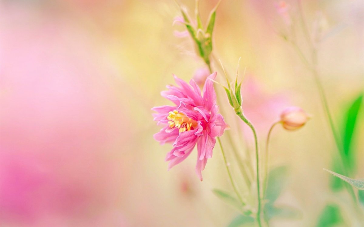 Сказочный фон