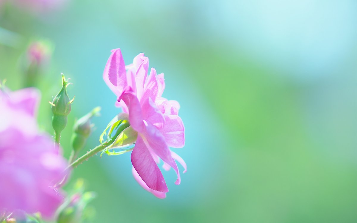 Нежные мелкие цветы