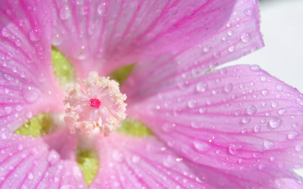 Красно зелёный гадиент