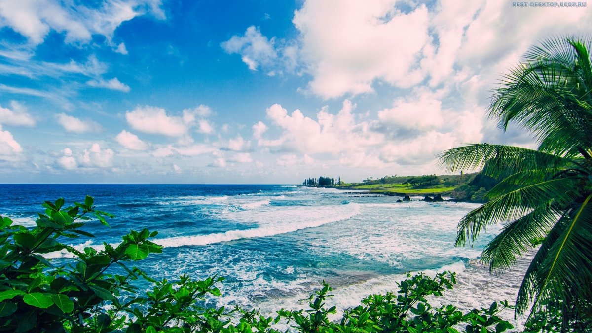 Море тропики