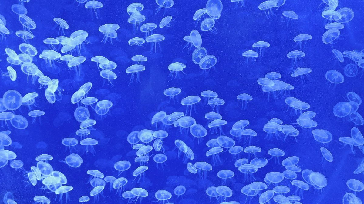 Стая медуз