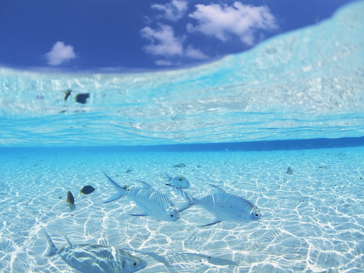 Морское дно