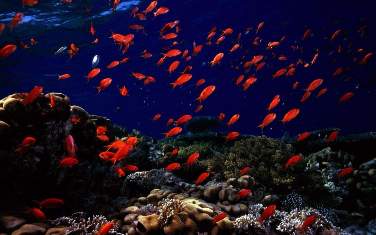 Алмазная мозайка ракушки PSP