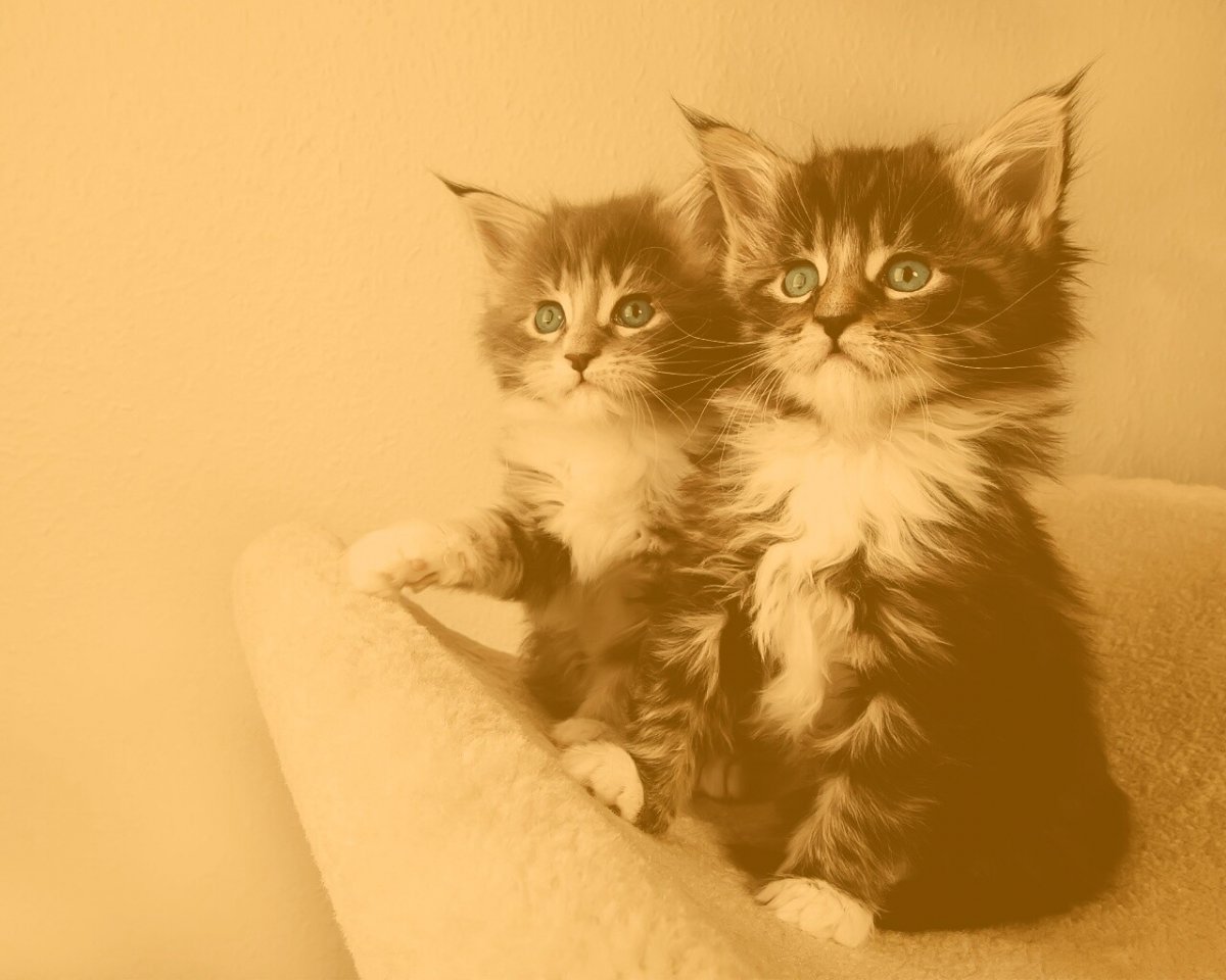 Минималистичный котик рисунок