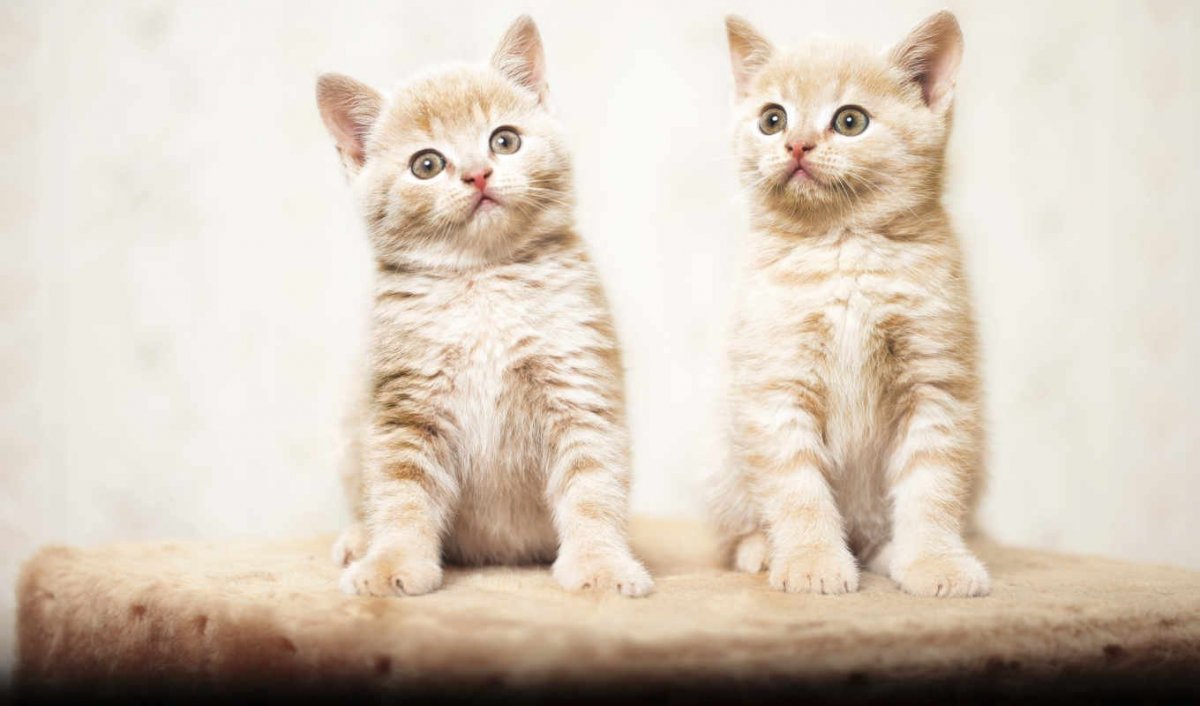 Иллюстрации Минимализм