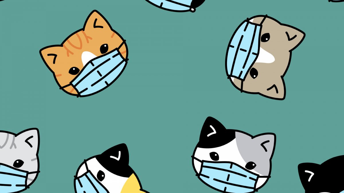 Котик Минимализм