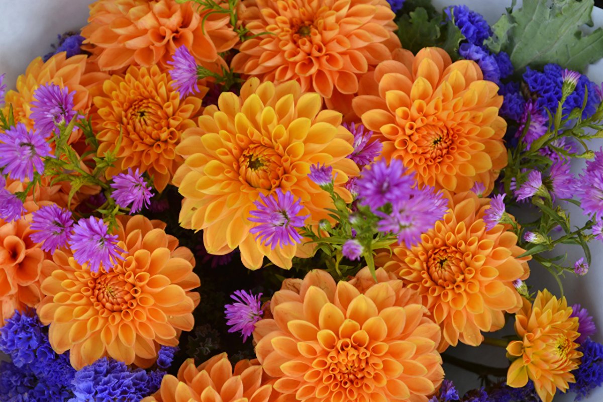 Цветы осени георгины