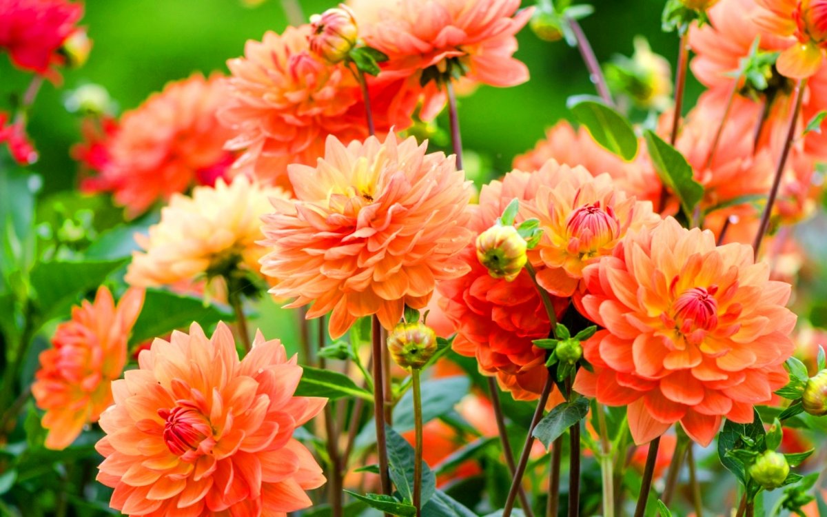 Георгины Лейкленд Отем