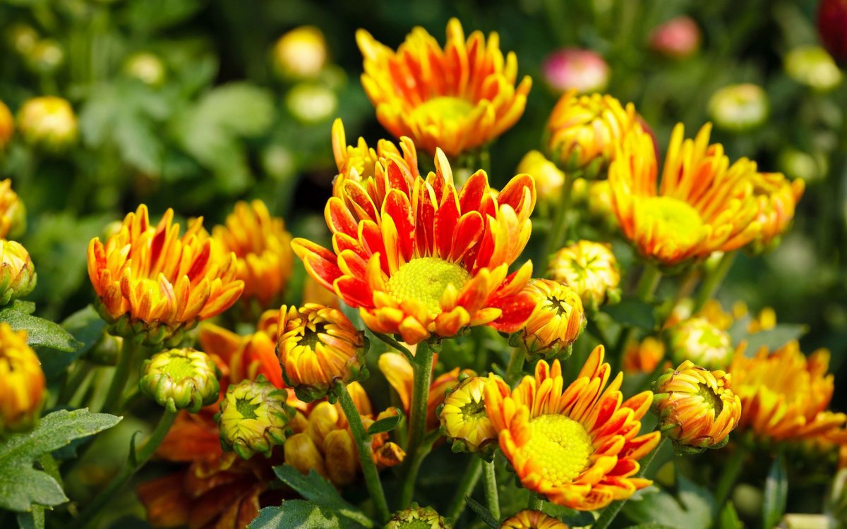 Оранжевый пион Хризантема