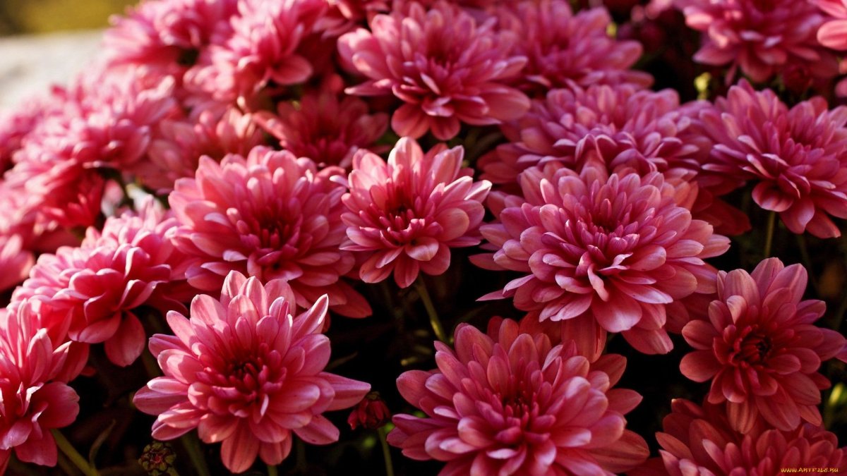 Хризантема Maritza