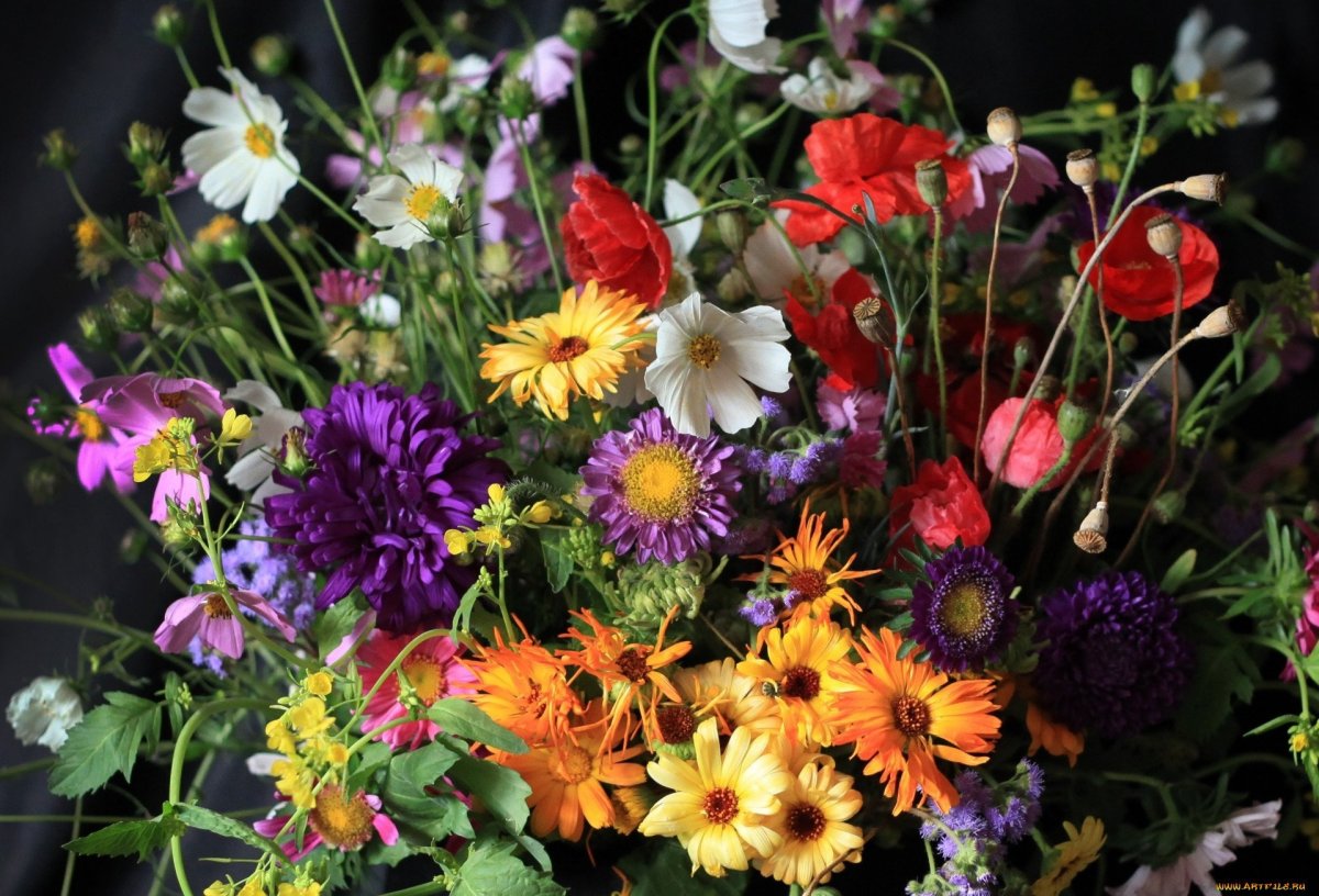 Астра космея календула