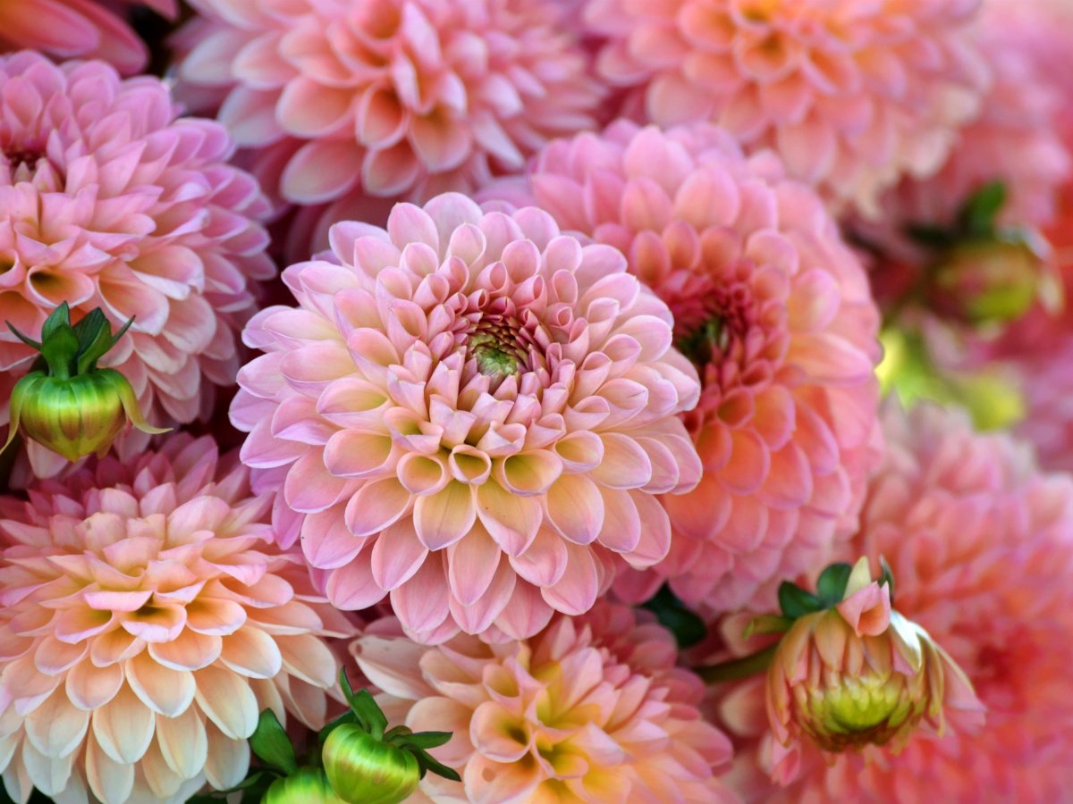 Хризантема кер де Лорен