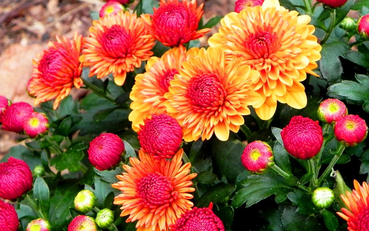 Хризантема корейская Майола