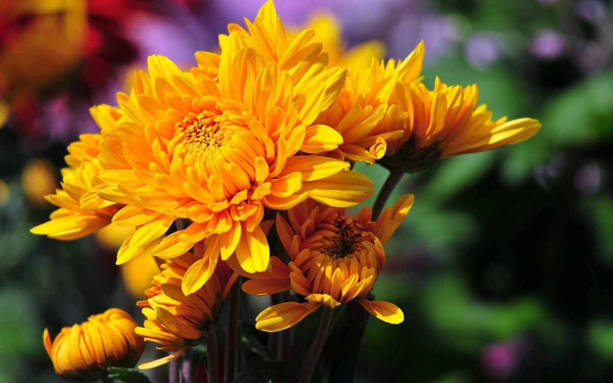 Сентябрьские хризантемы