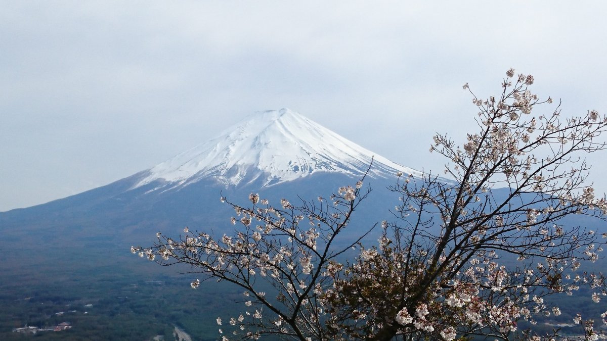 Сакура и Фудзияма