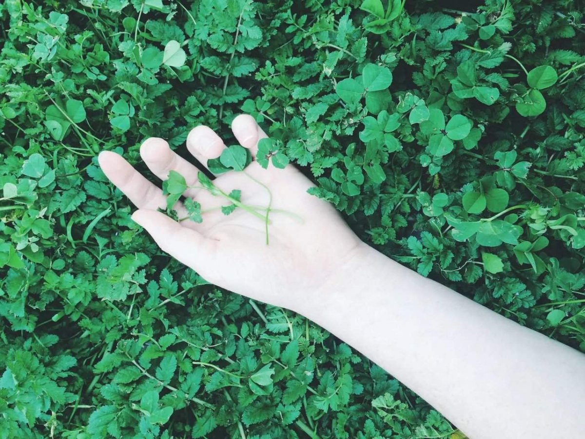 Темно зеленый фон Эстетика