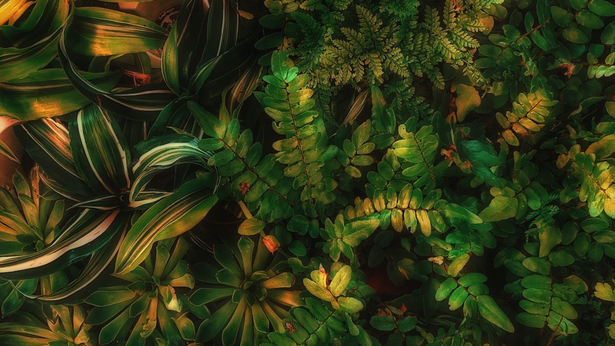 Интернет зеленый Эстетика