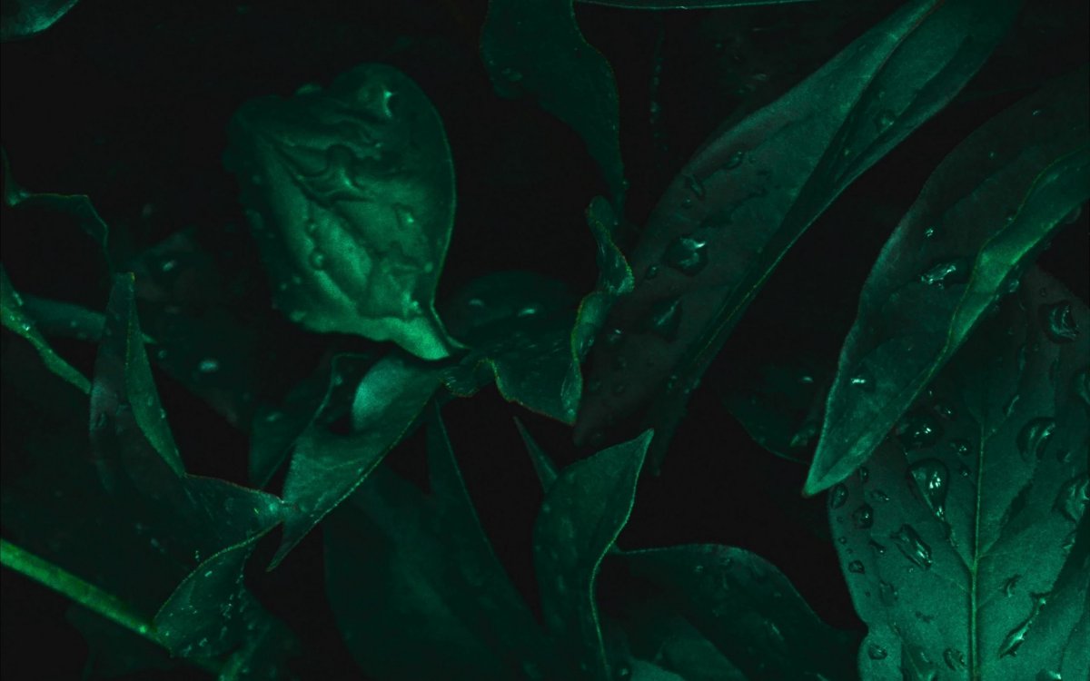 Ветка дерева