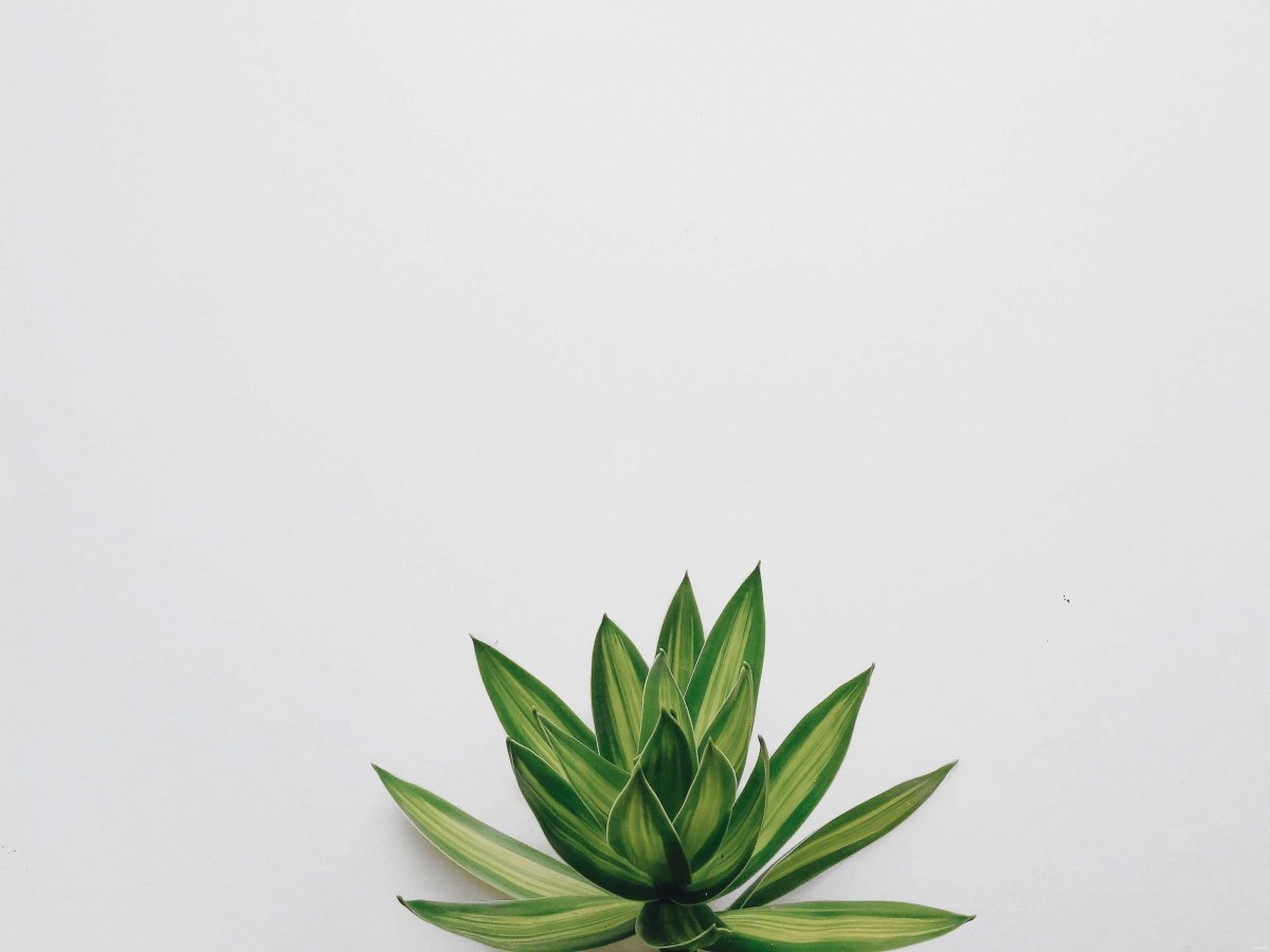 Зелень Минимализм