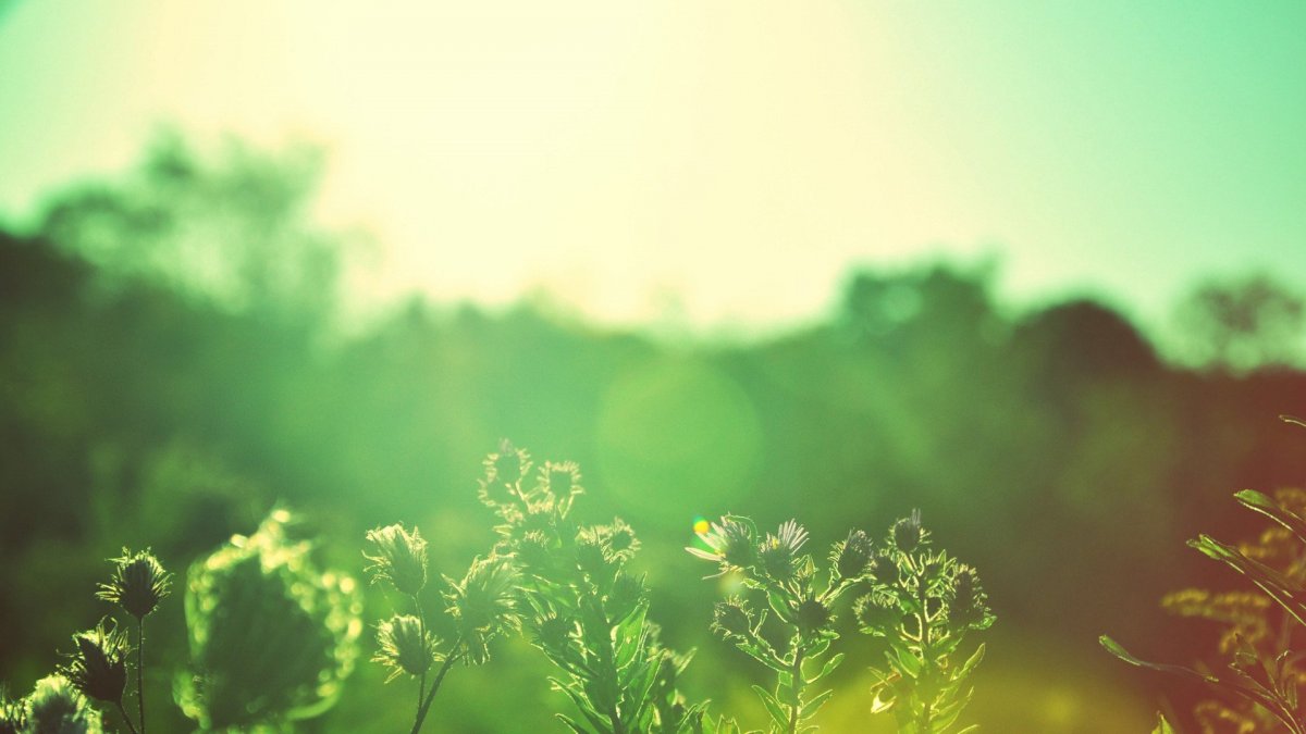 Зеленый цвет