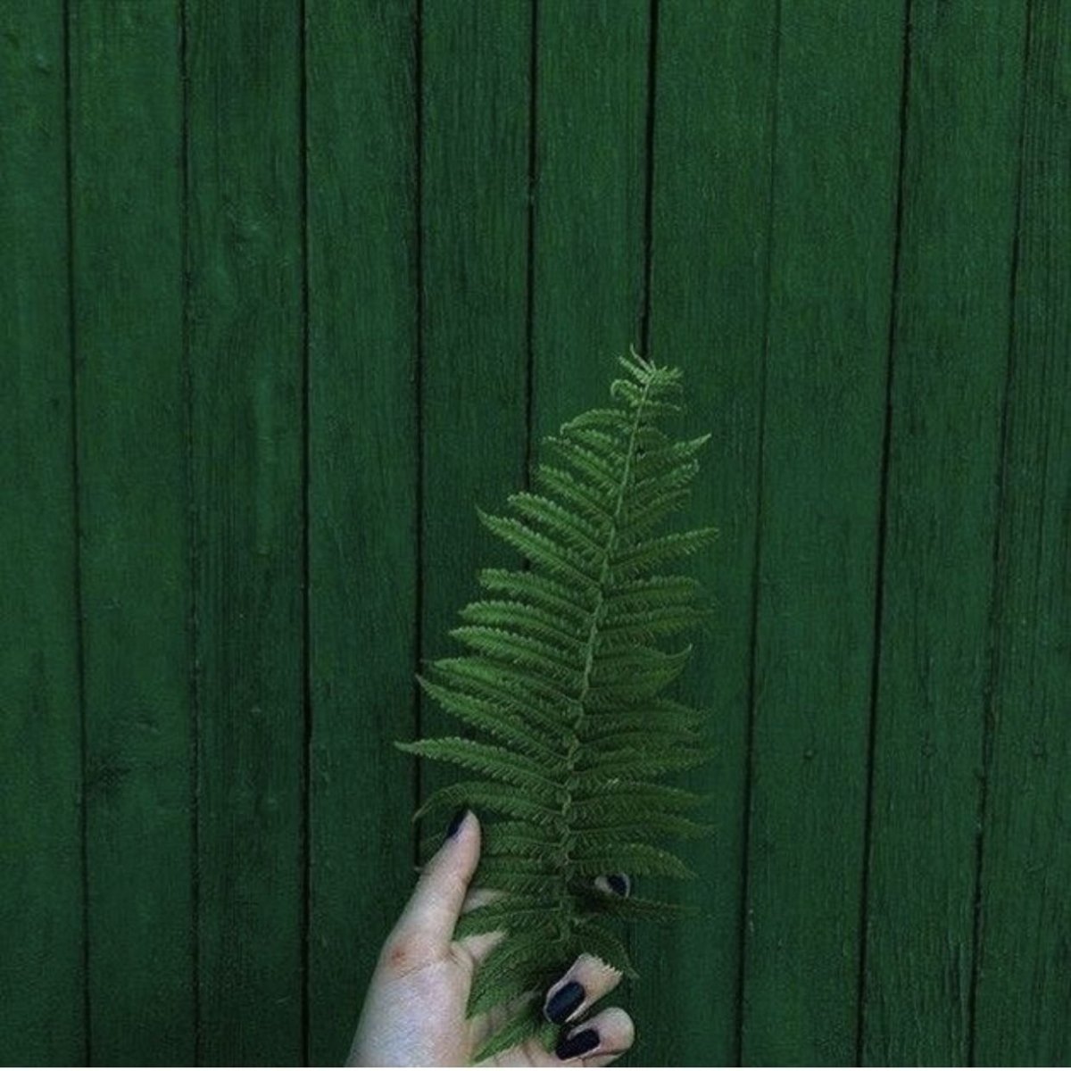 Монстера aureopinnata