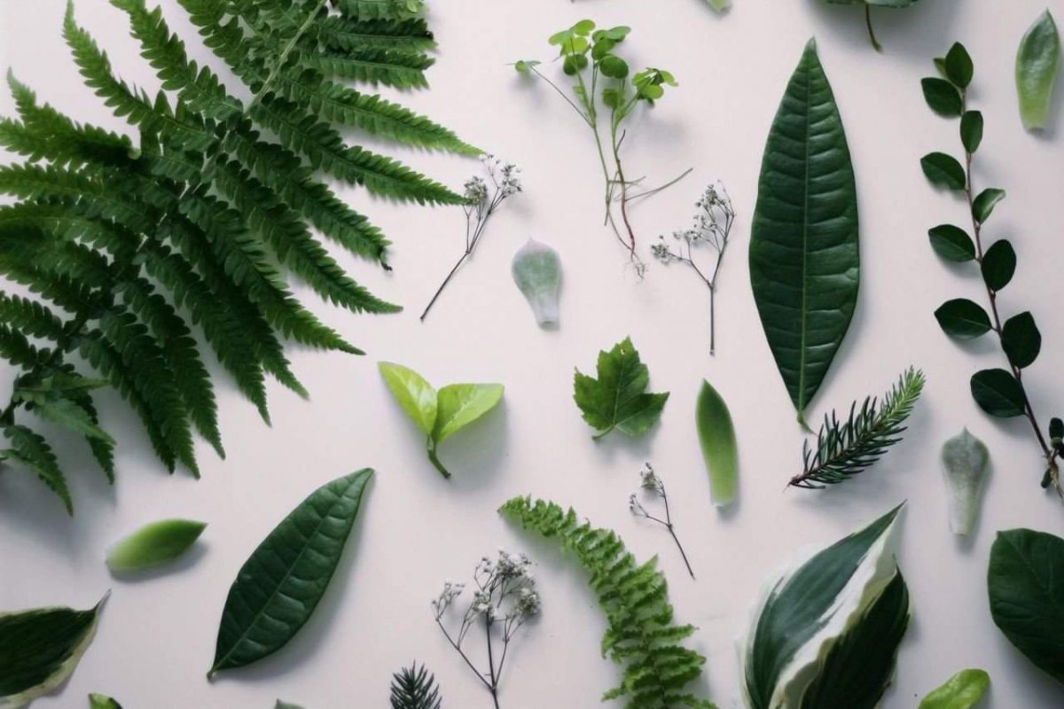 Растения Эстетика