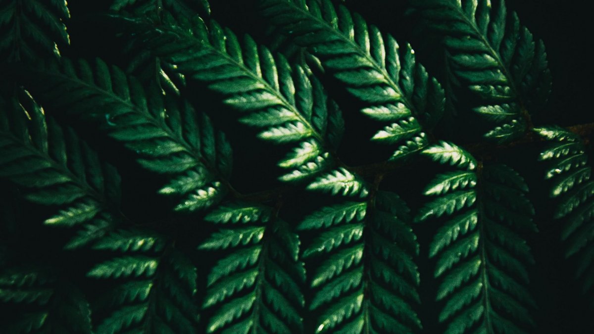 Темно зеленый фон