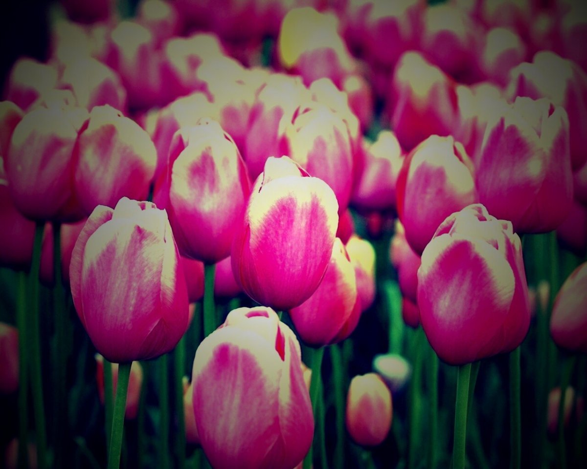Тюльпаны обои