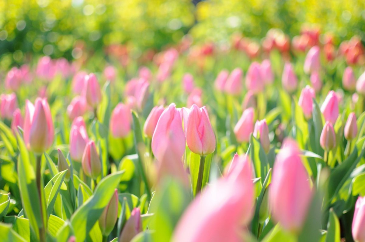 Лейс Весна и тюльпаны