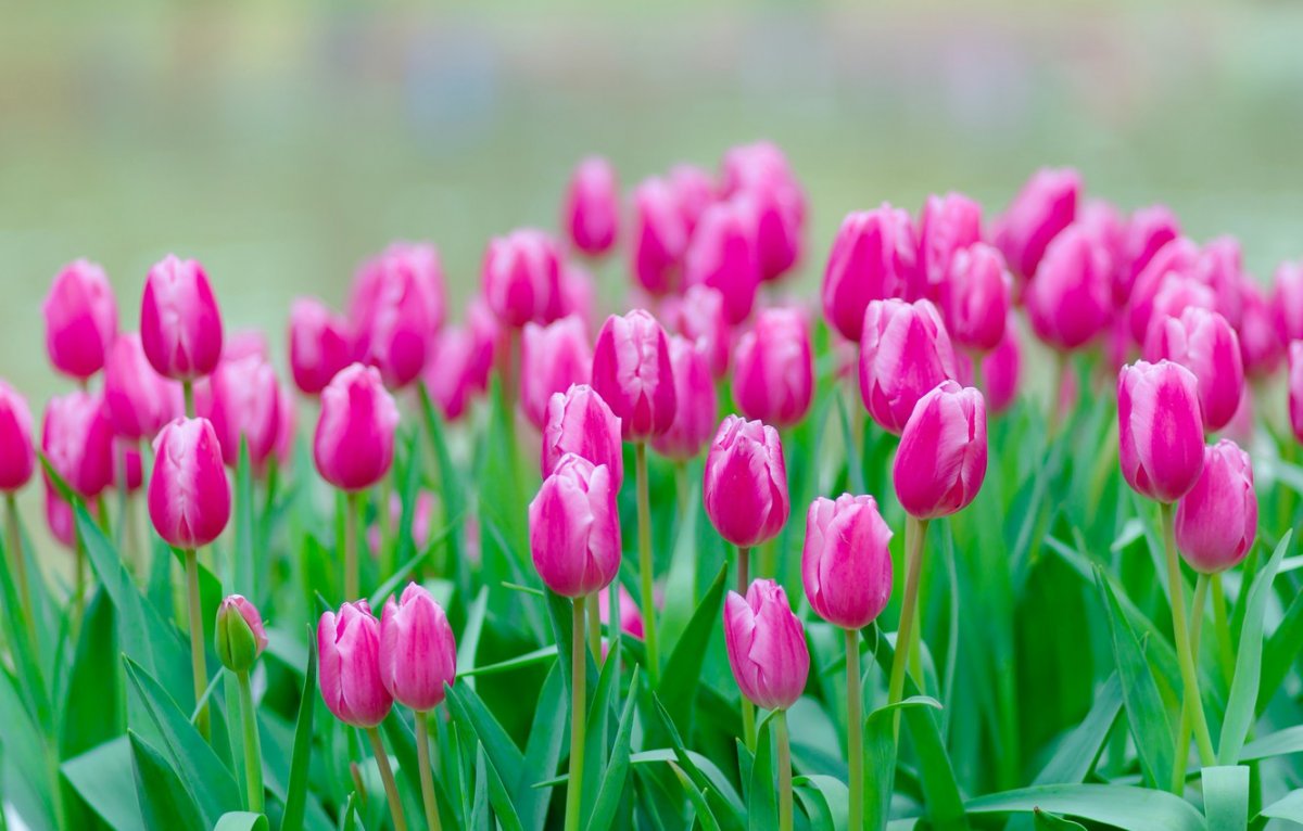 Нежные тюльпаны