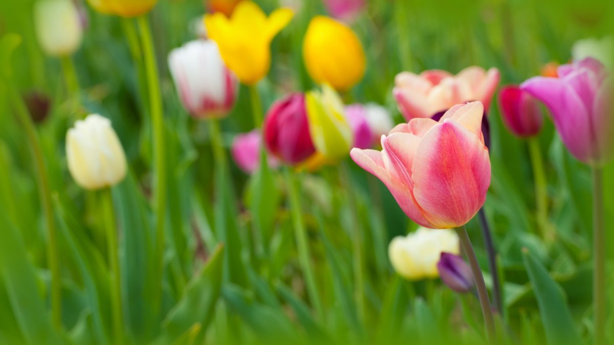 Samantha тюльпан