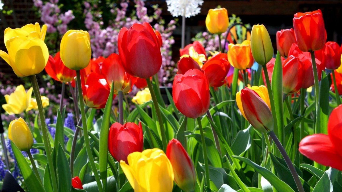 Весенние тюльпаны