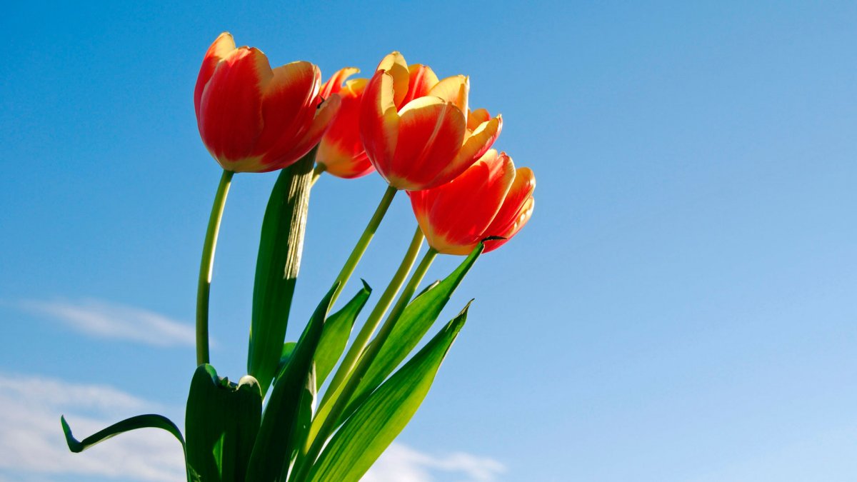 Весенние цветы тюльпаны